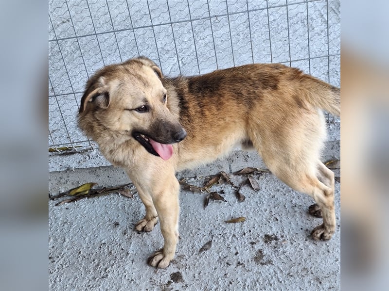 Junghund 884936 - noch ohne Namen