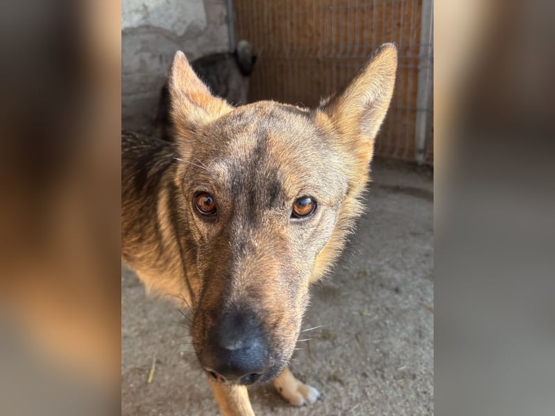 ⭐️BIBO⭐️, rücksichtsvoller Sonnenschein, Rüde, 1,5 Jahr, 55 cm, Mischling, Tierschutz