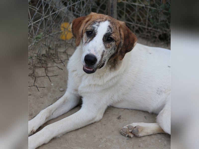 Lance, geb. ca. 02/2022, lebt in GRIECHENLAND, im städt. Tierheim Serres