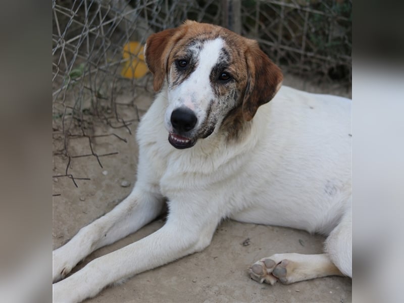 Lance, geb. ca. 02/2022, lebt in GRIECHENLAND, im städt. Tierheim Serres