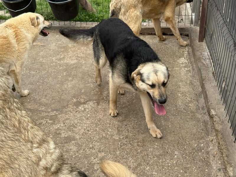 Rüde 028404 sucht sein Zuhause