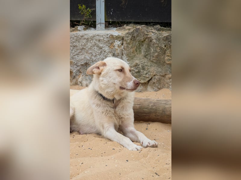 Sanfte Areia wartet auf unserem Tierschutzhof in Portugal auf dich!