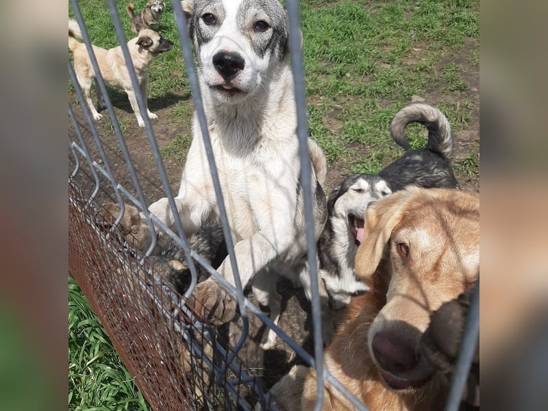 Hier kommt der tolle OLE