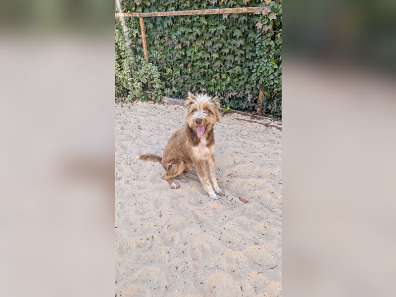 Charmanter Felix wartet auf unserem Tierschutzhof in Portugal!