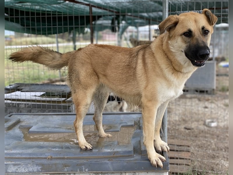 Caipirinha, geb. ca. 04/2019, lebt in GRIECHENLAND, im städt. Tierheim Serres