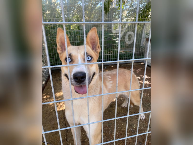 Csillag möchte einen Ruheplatz