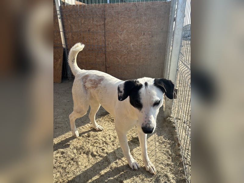 ⭐️GEORGIA⭐️, reizendes Hundemädchen, 2,5 Jahre, 52cm, Mischling, Tierschutz