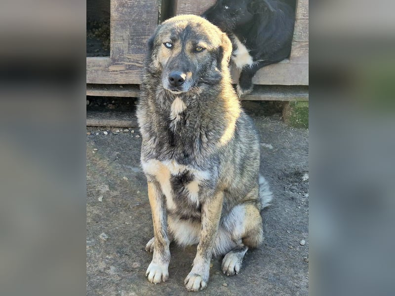 Liebe Hündin 107402 sucht ihre Menschen