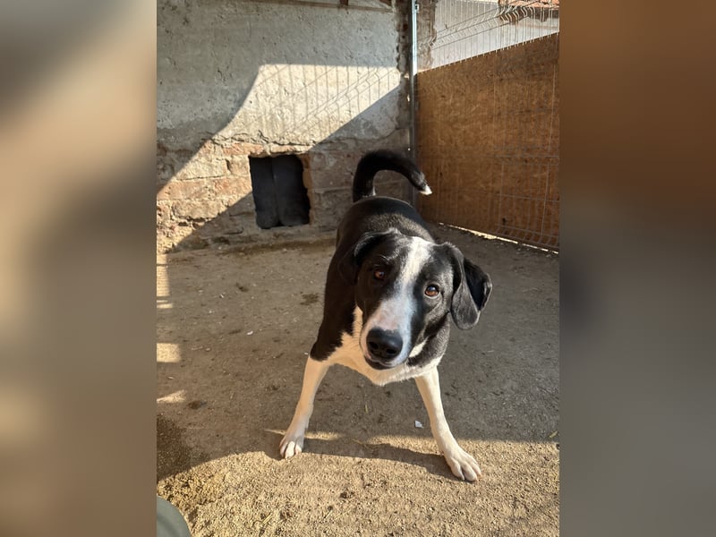 ⭐️YAFFA⭐️, verspielte Hündin, 2 Jahre, 50 cm, Mischling, Tierschutz