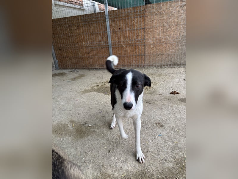 YAELA, wunderbarer Rohdiamant, 2,5 Jahre, 52 cm, Mischling, Tierschutz, Pflegestelle Bonn