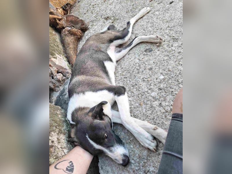 ⭐️YADE⭐️, Kuschelkönigin, 2,5 Jahre, 56 cm, Mischling, Tierschutz Rumänien