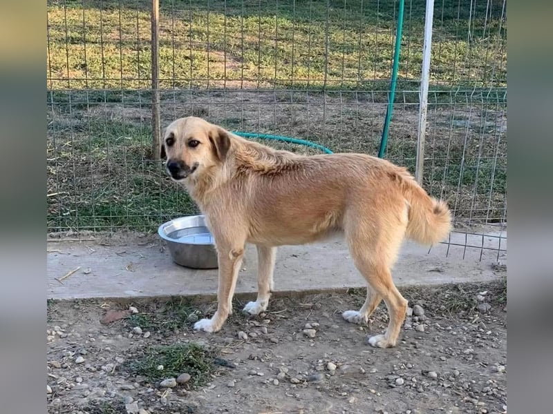 Flora Tierschutzhund sucht ein Zuhause