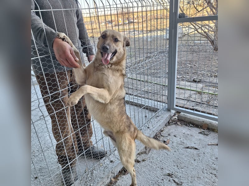 Junghund 884936 - noch ohne Namen