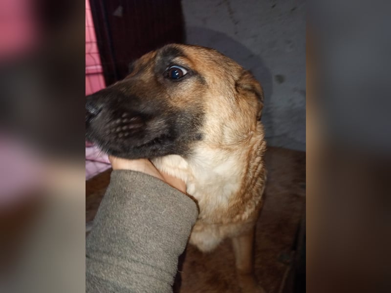 ⭐️TINNI⭐️, Malinois-Mix, Hündin, 9 Monate, 53 cm, Mischling, Tierschutz Rumänien