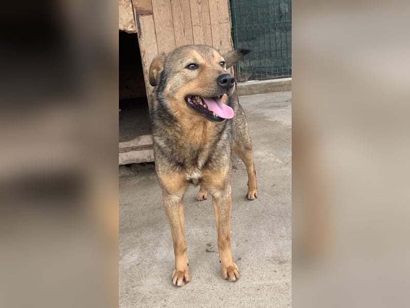 ⭐️SASHA⭐️ schüchterner Herzensbrecher, Rüde, 8 Jahre, 51 cm, Mischling, Tierschutz