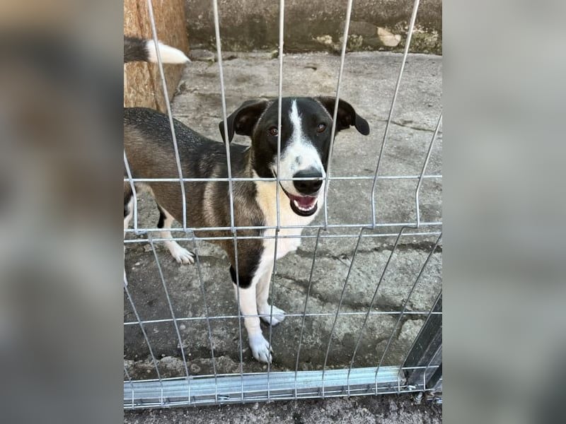 ⭐️YADE⭐️, Kuschelkönigin, 2,5 Jahre, 56 cm, Mischling, Tierschutz Rumänien