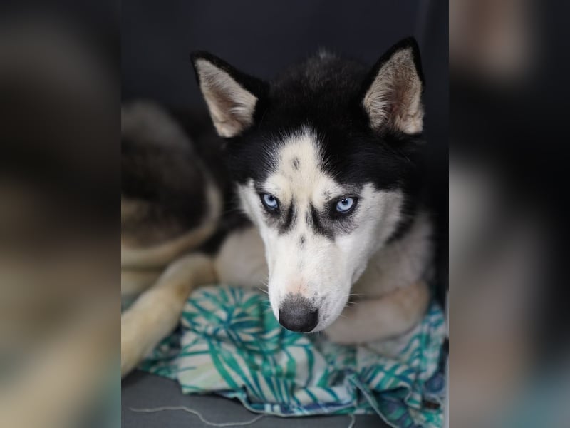 ⭐️DAENERYS⭐️, bezaubernde Huskyhündin, 1 Jahr, 54 cm, Tierschutz Rumänien