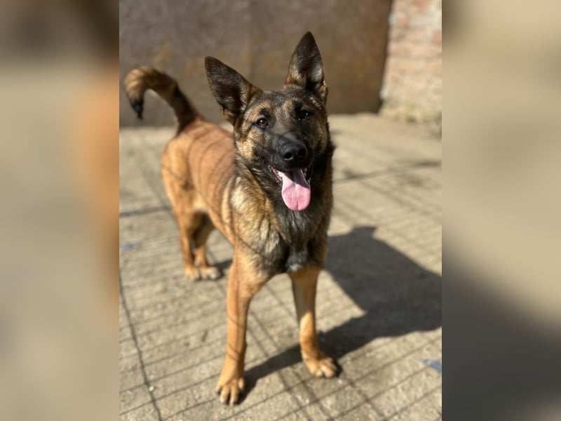 ⭐️TIRANA⭐️, Malinois-Mischling, Hündin, 8 Monate, 54 cm, Mischling, Tierschutz Rumänien