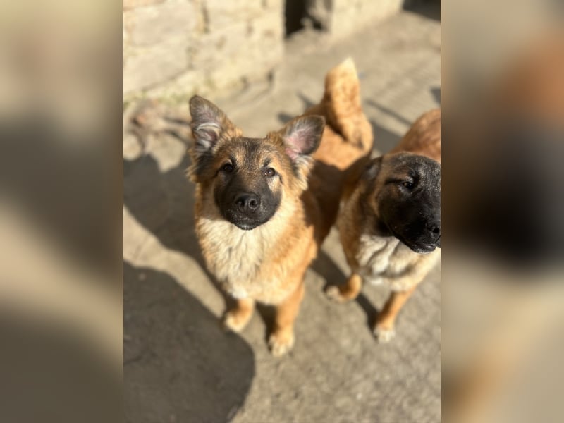 ⭐️TJUNA⭐️, Malinois-Mischling, Hündin, 9 Monate, 51 cm, Mischling, Tierschutz Rumänien