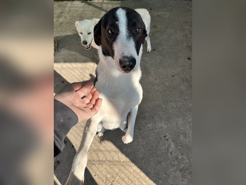 YAELA, wunderbarer Rohdiamant, 2,5 Jahre, 52 cm, Mischling, Tierschutz, Pflegestelle Bonn