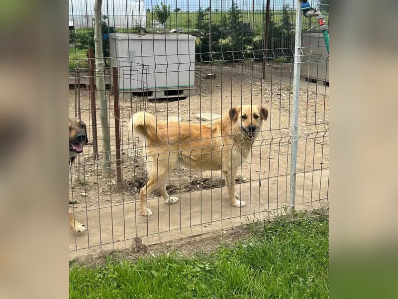 Flora Tierschutzhund sucht ein Zuhause
