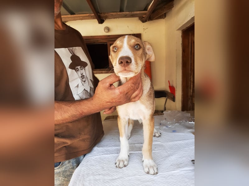 Der hübsche Leon sucht seine Familie