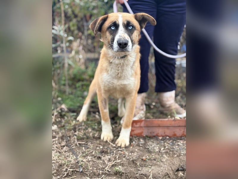 Shirley - Verliebst du dich in mich ?