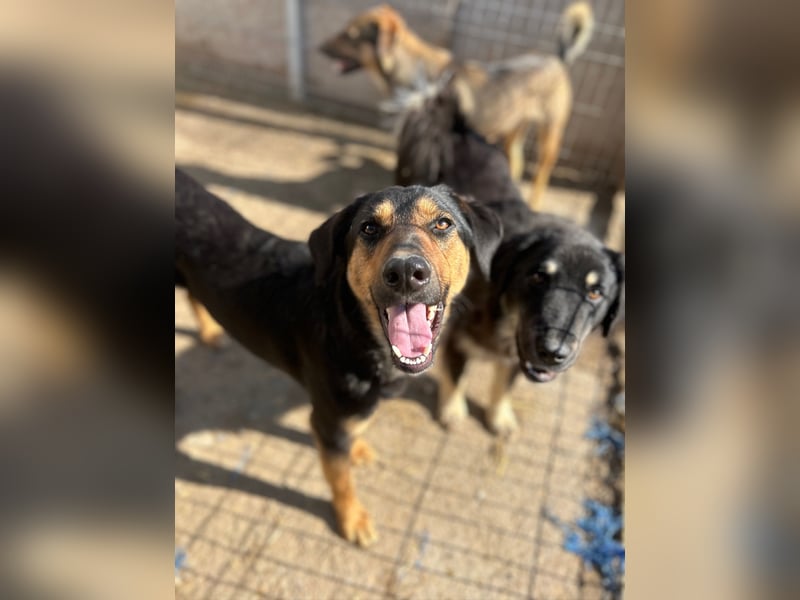 EDO, Küsschen-King, 1 Jahr, 57 cm, Mischling, Tierschutz Rumänien, Pflegestelle Hennef