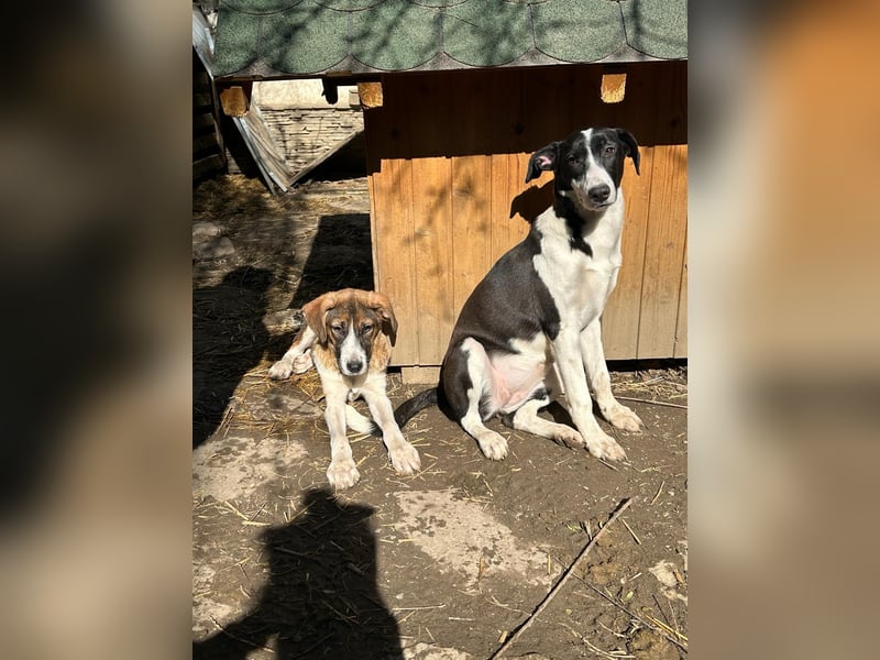 ⭐️GERDI⭐️, herzliche Hündin, 2,5 Jahre, 54 cm, Mischling, Tierschutz