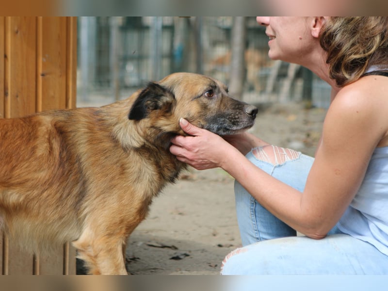 STEVE, charakterstarker Rüde, 9,5 Jahre, 53 cm, Mischling, Tierschutz Rumänien
