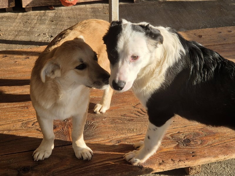 Junge Hündin Lupa sucht ihr Zuhause