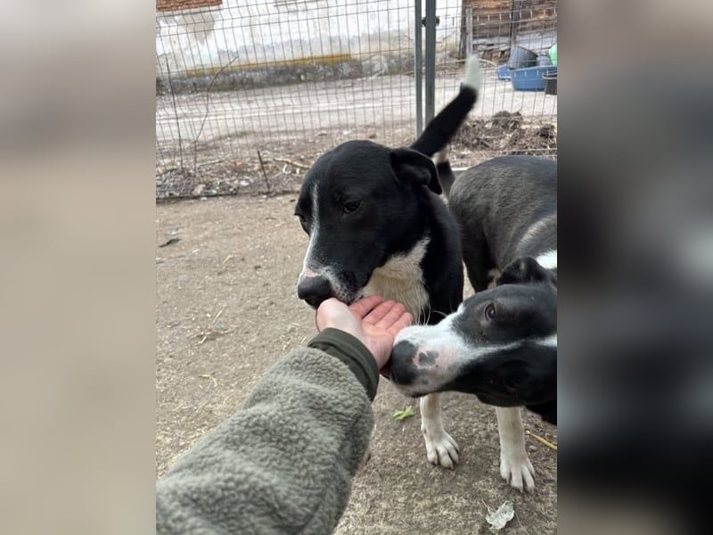 ⭐️YASIN⭐️, freundlicher Rüde, 2,5 Jahre, 55 cm, Mischling, Tierschutz