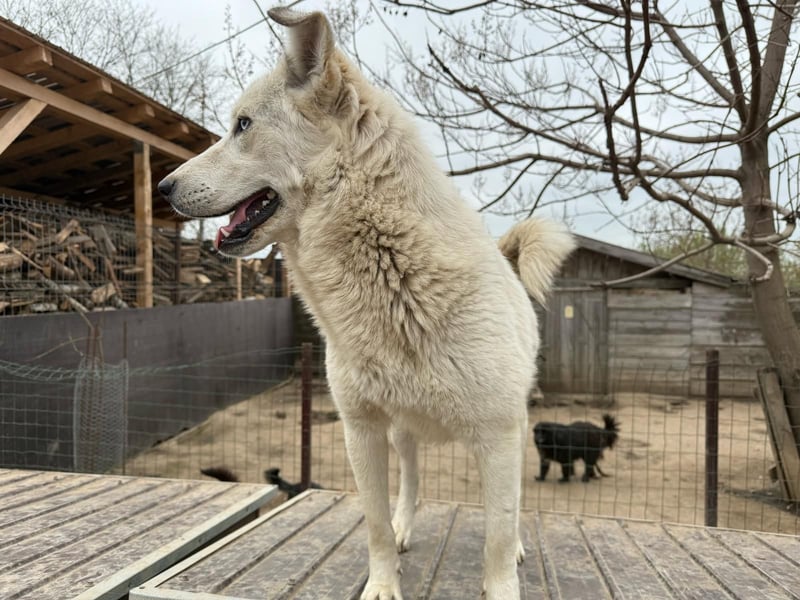 Sanfte Hündin 780218 sucht ihr Zuhause