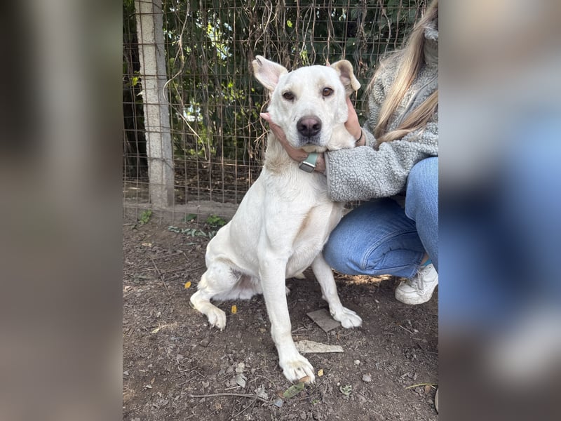 Szamóca sucht nach dir