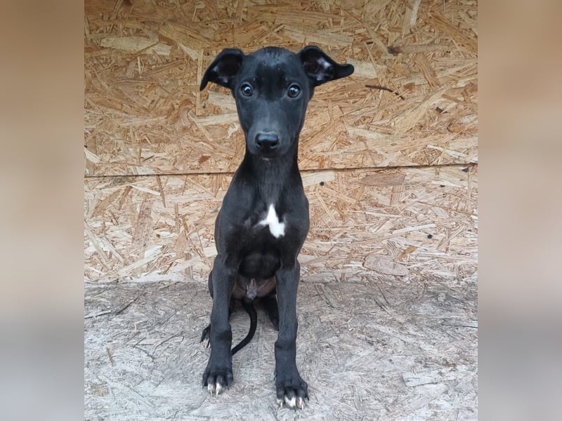 Sancho Tierschutzhund sucht ein Zuhause