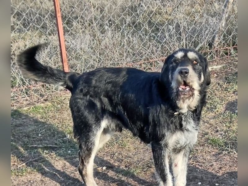 Hermiusz - Will dein Vertrauen gewinnen!