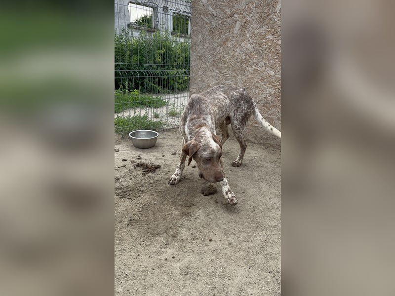 ⭐️Eliah⭐️, schaut das Video auf unserer HP! Rüde, 4 Jahre, 48 cm, Tierschutz, in Deutschland