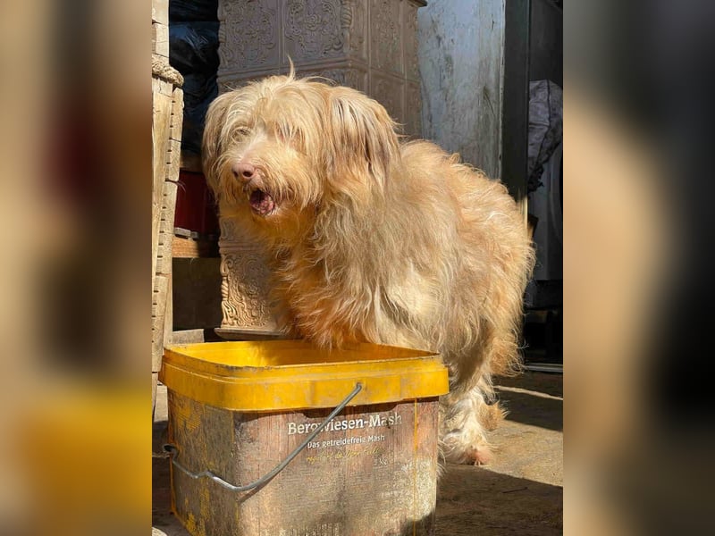 *Notfell* JESSICA, Hündin, 11 Jahre, 53 cm, Mischling, Tierschutz