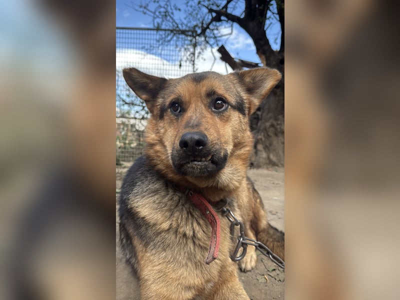 Berci - Ich habe nur einen Wunsch ! Eine Familie