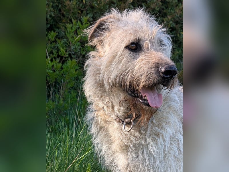 Aufgeschlossener Wooly wartet auf sein Happy End in Portugal!