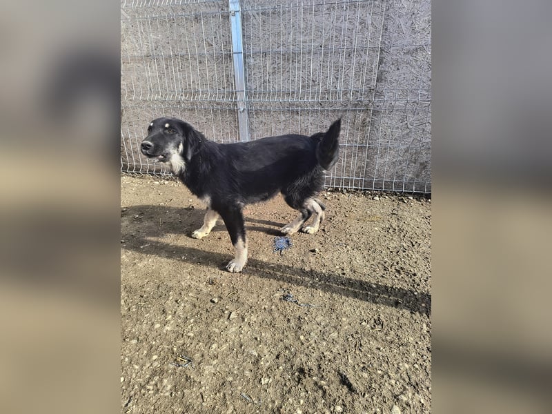 ⭐️DEALY⭐️, sanfte Schönheit, Hündin, 11 Monate, ca. 55 cm, Mischling, Tierschutz