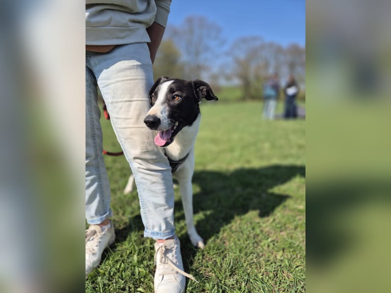 YAELA, wunderbarer Rohdiamant, 2,5 Jahre, 52 cm, Mischling, Tierschutz, Pflegestelle Köln