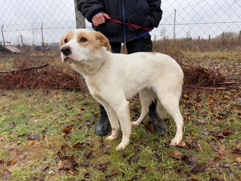 Falina - liebevolle entspannte Hundedame sucht ihre Familie