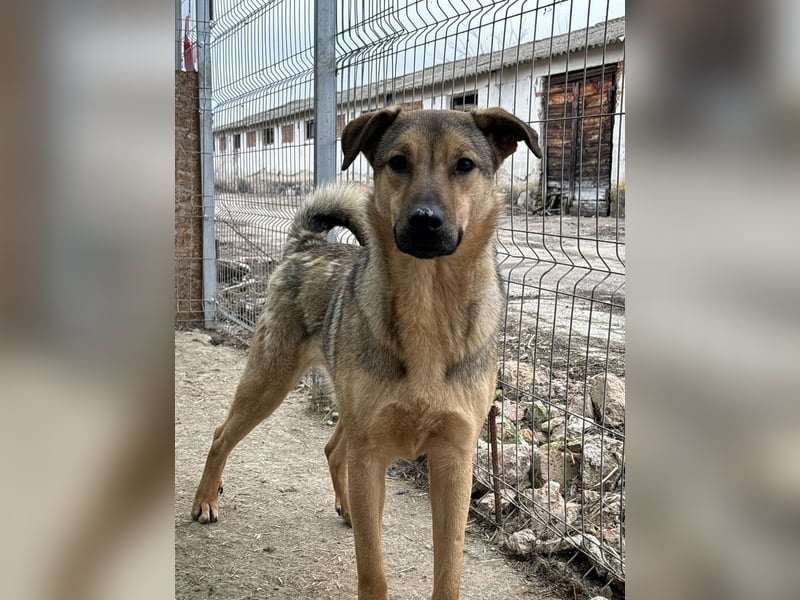 ⭐️WUTZL⭐️, liebevoller Rüde, 2,5 Jahre, 54 cm, Mischling, Tierschutz