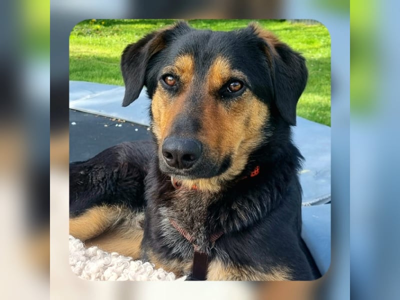 EDO, Küsschen-King, 1 Jahr, 57 cm, Mischling, Tierschutz Rumänien, Pflegestelle Hennef