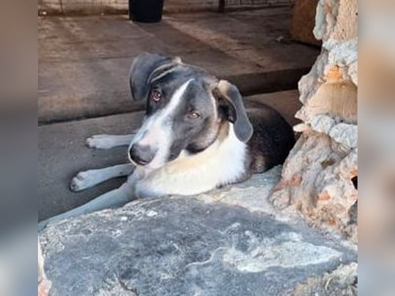 ⭐️YADE⭐️, Kuschelkönigin, 2,5 Jahre, 56 cm, Mischling, Tierschutz Rumänien