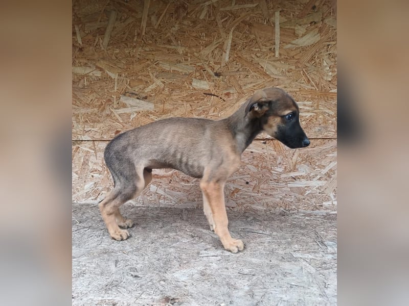 Seppl Tierschutzhund sucht ein Zuhause