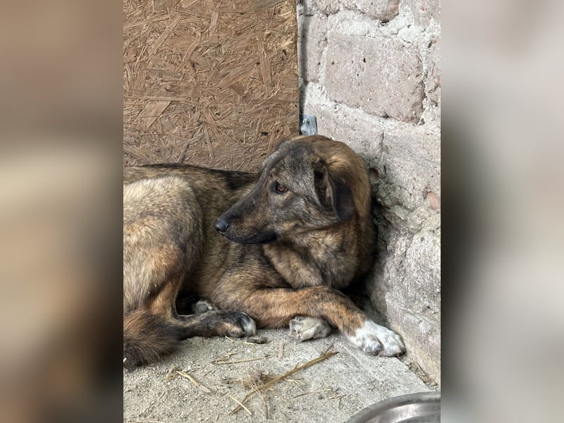 ⭐️AVA⭐️, toller Name, tolle Hündin, 2 Jahre, 52 cm, Mischling, Tierschutz Rumänien