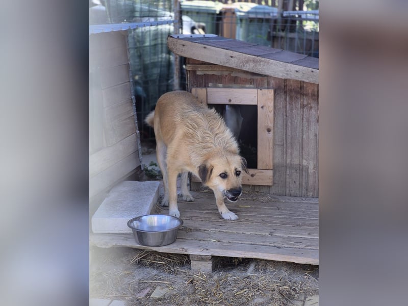 Flora Tierschutzhund sucht ein Zuhause