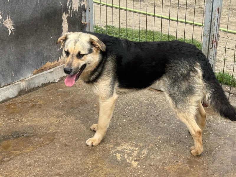 Rüde 028404 sucht sein Zuhause